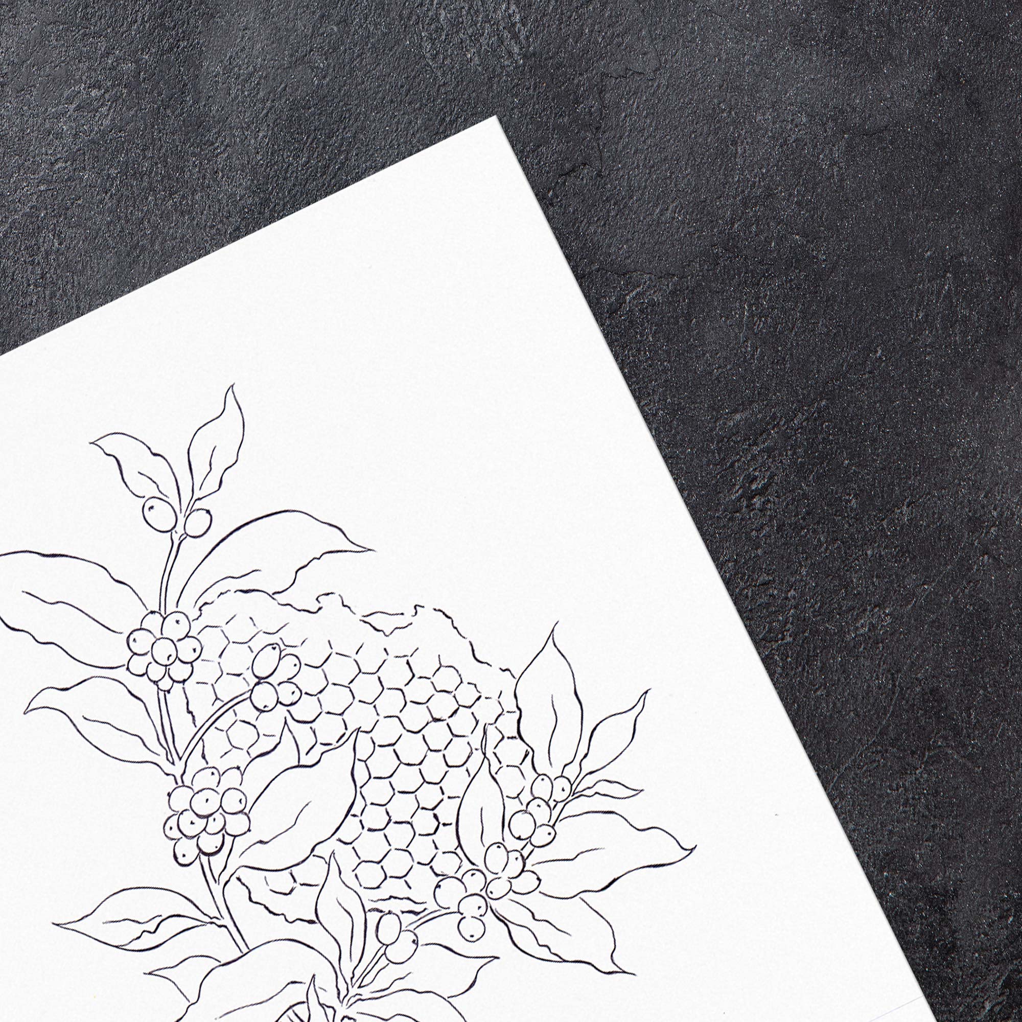 Karolina Król Studio While Coffee hand-drawn illustration for a minimalist packaging design